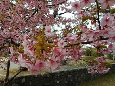 近くで見る河津桜